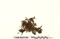 藏品(曲枝平苔)的圖片